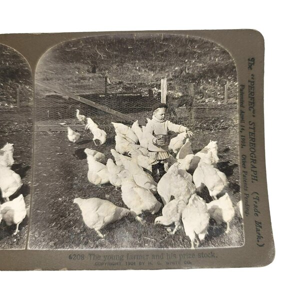 Antique Stereoscope Photo Card The Young Farmer Boy & Chickens 1904 LI89 - Picture 4 of 5